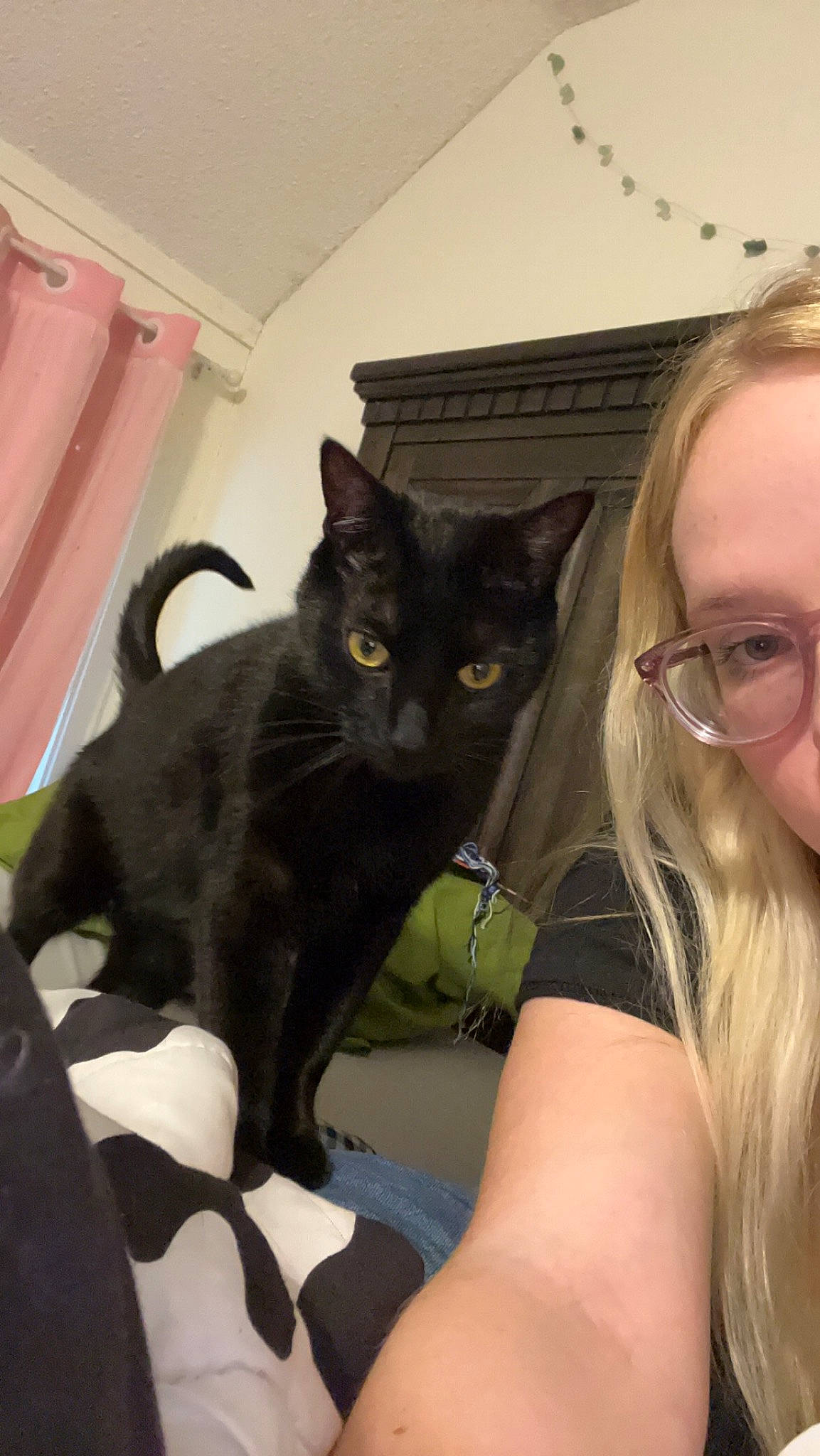 Freddie is registered to the contest to win money with this photo: black_cat, bombay, carnivore, cat, comfort, domestic_short_haired_cat, ear, eyewear, felidae, fur, gesture, glasses, havana_brown, iris, lap, sitting, small_to_medium_sized_cats, t_shirt, whiskers