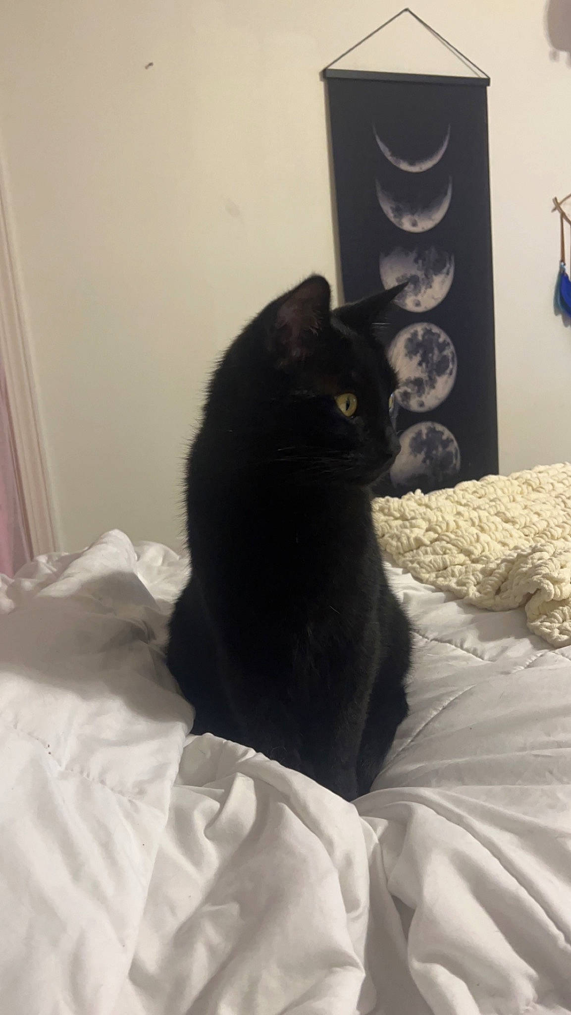 Freddie joined the competition — help win amazing prizes! bed, bedding, carnivore, cat, comfort, domestic_short_haired_cat, duvet, felidae, flooring, fur, grey, hardwood, human_leg, linens, room, sitting, small_to_medium_sized_cats, tail, terrestrial_animal, whiskers