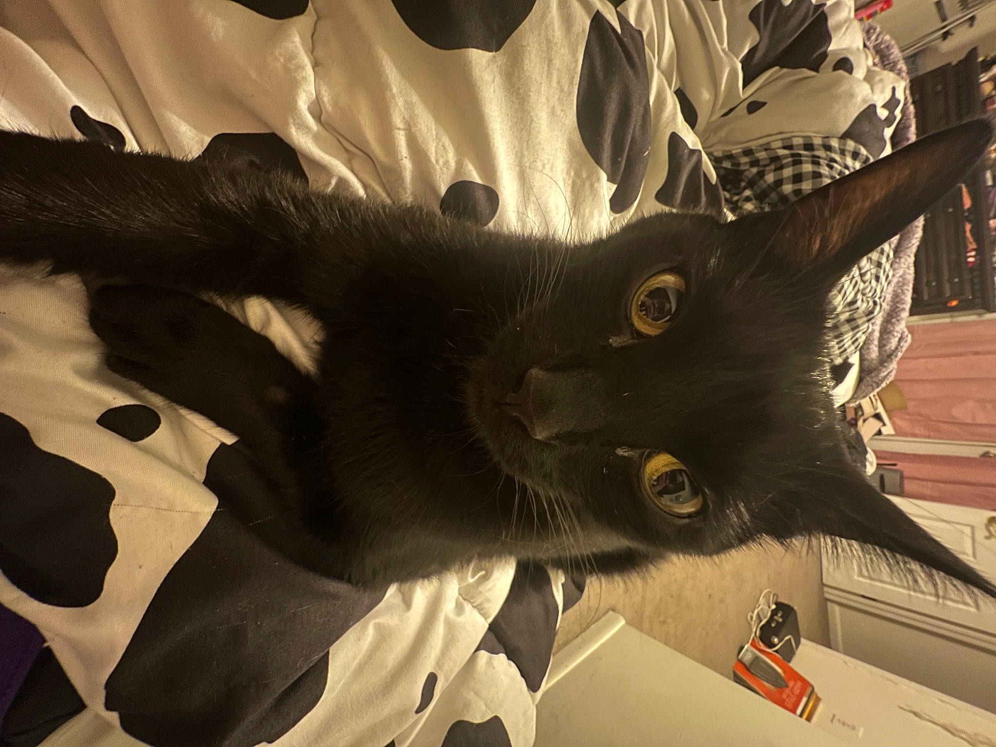 Freddie is registered to the contest to win money with this photo: black_cat, canidae, carnivore, cat, claw, comfort, domestic_short_haired_cat, fang, felidae, fur, gesture, grey, paw, small_to_medium_sized_cats, snout, tail, tree, whiskers