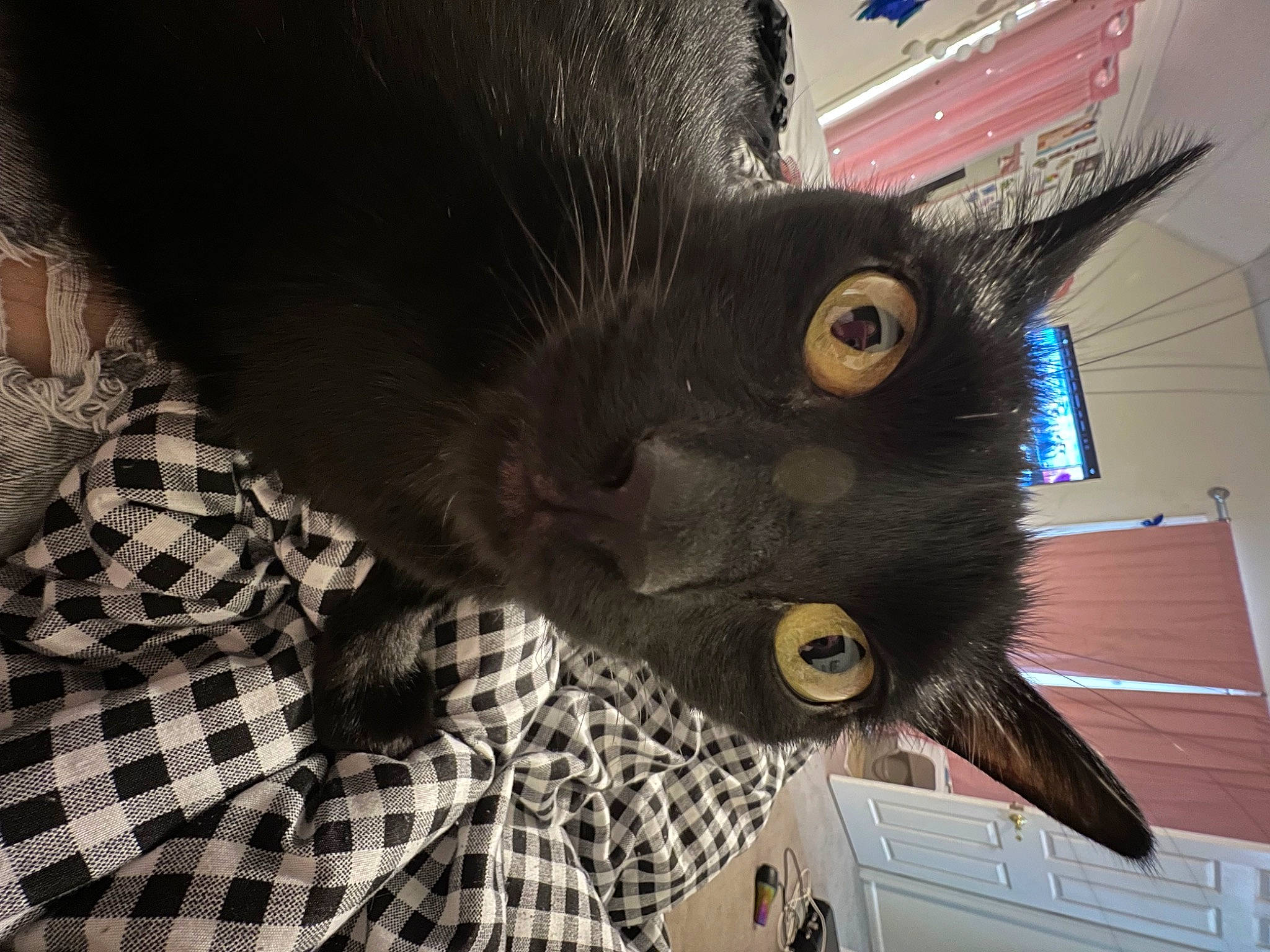 Freddie joined the competition — help win amazing prizes! black_cat, bombay, cabinetry, carnivore, cat, claw, collar, domestic_short_haired_cat, ear, felidae, fur, gesture, pattern, plaid, small_to_medium_sized_cats, snout, tail, tartan, whiskers