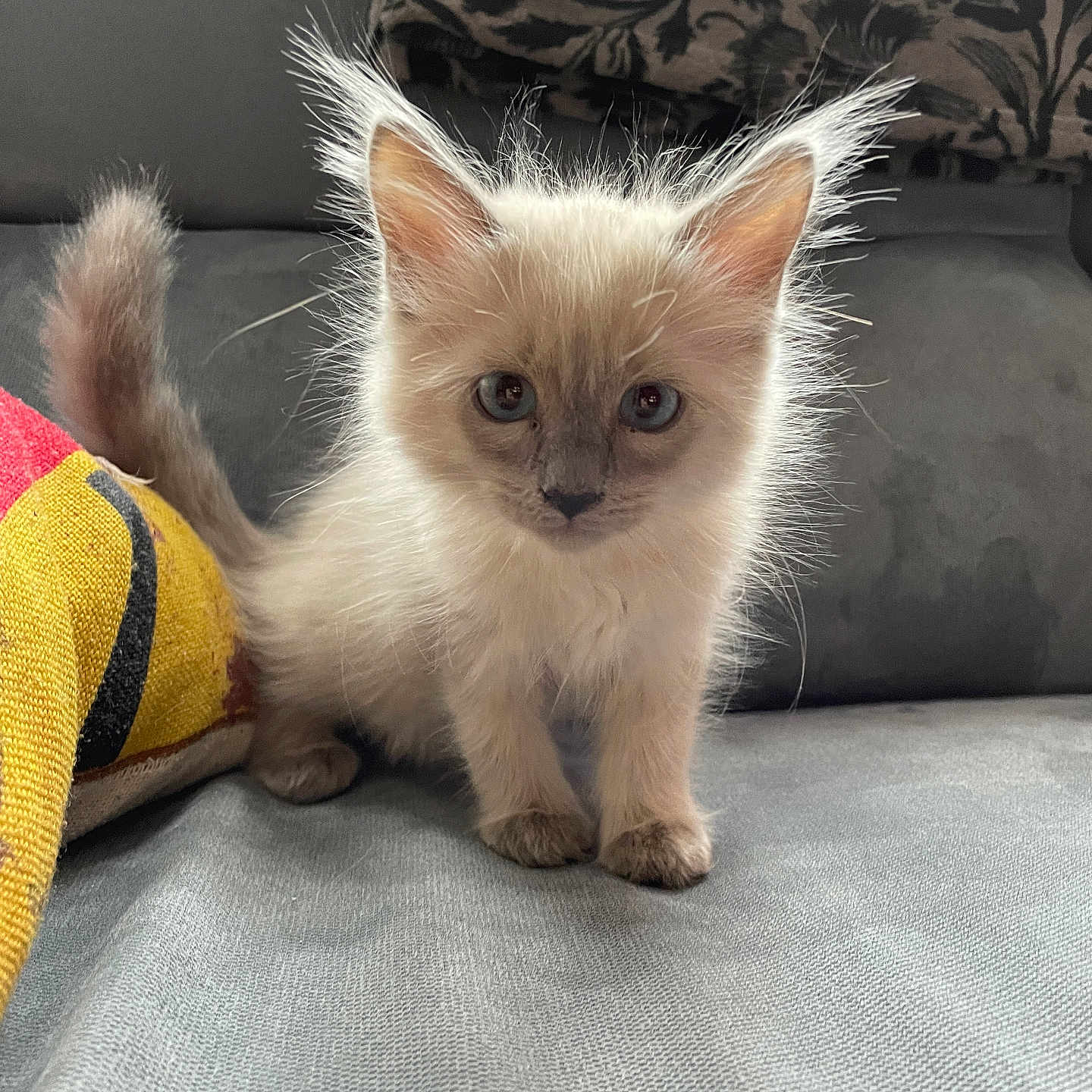 Volko a rejoint le concours — aidez-le/la à gagner de superbes lots ! animal, cat, couch, curious, cute, domestic, ears, face, fur, furry, indoor, kitten, mammal, pet, pillow, small, sofa, tail, whiskers, young