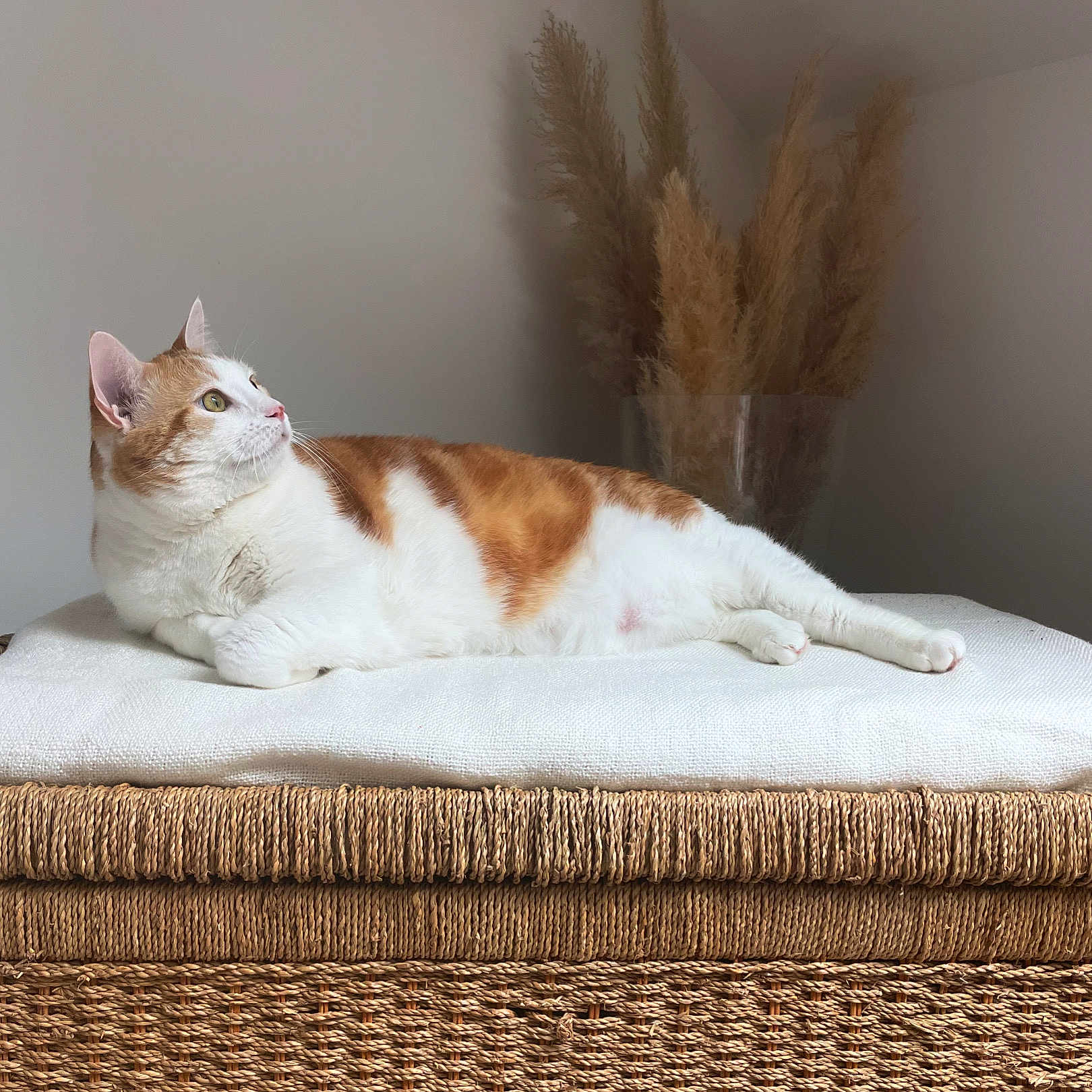 Plume a rejoint le concours — aidez-le/la à gagner de superbes lots ! abyssinian, angora, animal, blanket, canine, cat, couch, cushion, dog, furniture, hardwood, homedecor, indoors, interiordesign, kitten, linen, manx, person, pet, sleeping