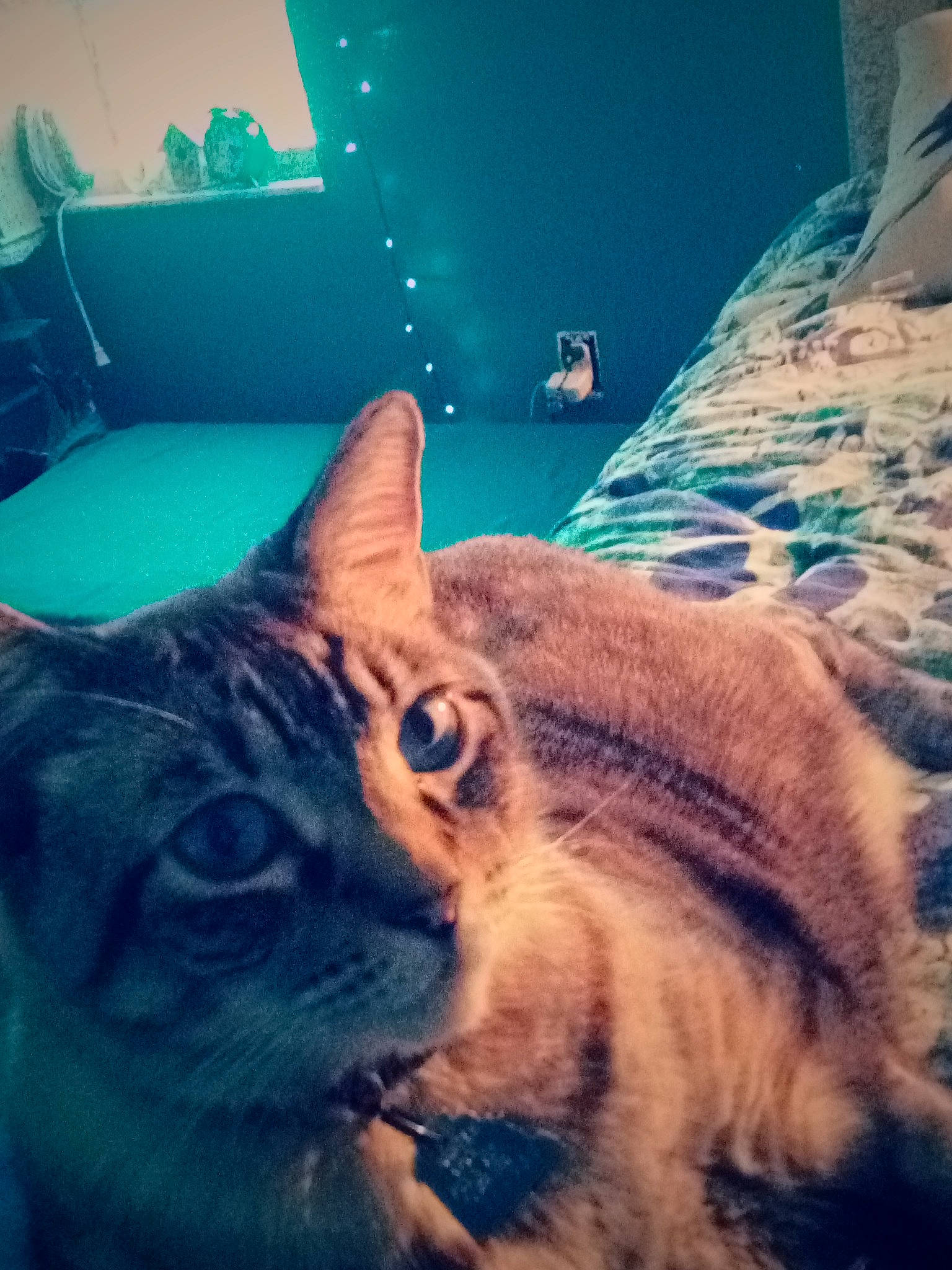 Lunar is registered to the contest to win money with this photo: azure, beauty, blue, carnivore, cat, cloud, comfort, cool, ear, felidae, jaw, light, mammal, morning, photograph, sky, small_to_medium_sized_cats, snapshot, vertebrate, whiskers