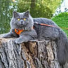 Apple participe au concours pour gagner de l'argent avec cette photo : cat, gray_cat, fluffy, yellow_eyes, harness, leash, tree_stump, outdoor, grass, greenery, reflection, nature, pet, animal, relaxed, portrait, feline, closeup, sitting, daylight