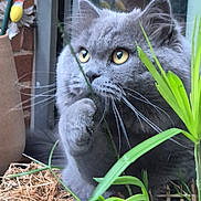 Apple a rejoint le concours — aidez-le/la à gagner de superbes lots ! cat, gray_cat, yellow_eyes, plant, greenery, potted_plant, garden, whiskers, fur, window, brick_wall, curious, animal, pet, indoor, close_up, nature, playful, paw, flora