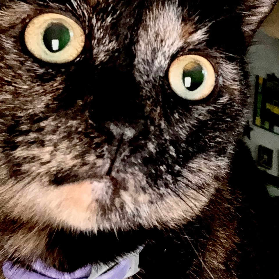 Luna is registered to the contest to win money with this photo: alert, animal, cat, close_up, closeup, collar, curious, cute, domestic_cat, expression, face, feline, fur, indoor, mammal, pet, portrait, tortoiseshell, whiskers, wide_eyes