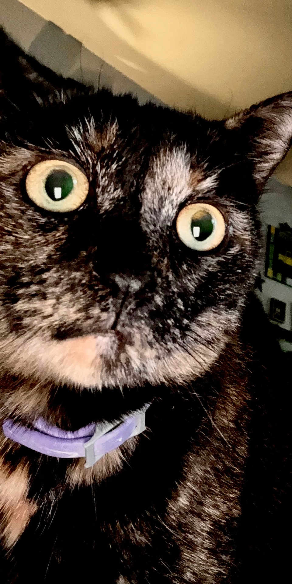 Luna is registered to the contest to win money with this photo: cat, tortoiseshell, close_up, wide_eyes, collar, indoor, pet, animal, fur, whiskers, curious, face, alert, domestic_cat, mammal, cute, portrait, feline, expression, closeup