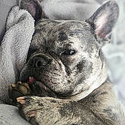 Laika participe au concours pour gagner de l'argent avec cette photo : dog, french_bulldog, brindle, close_up, sleepy, paw, tongue, blanket, cozy, pet, indoor, cute, snuggling, relaxed, fur, animal, companion, portrait, resting, soft