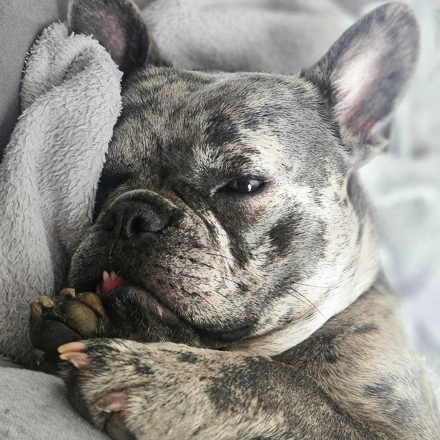 Laika participe au concours pour gagner de l'argent avec cette photo : animal, blanket, brindle, close_up, companion, cozy, cute, dog, french_bulldog, fur, indoor, paw, pet, portrait, relaxed, resting, sleepy, snuggling, soft, tongue