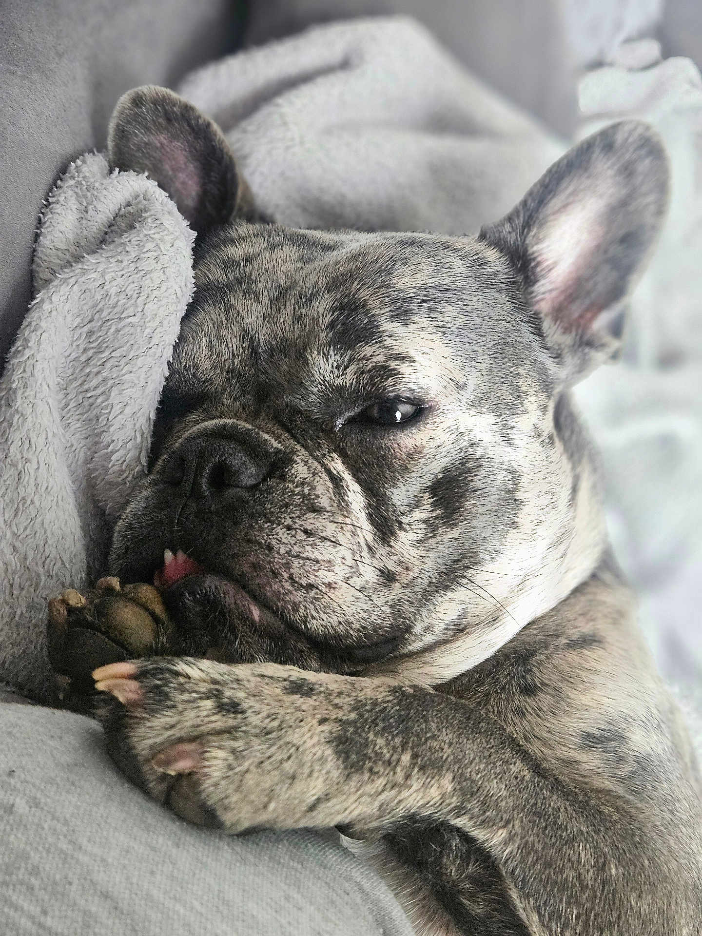 Laika participe au concours pour gagner de l'argent avec cette photo : dog, french_bulldog, brindle, close_up, sleepy, paw, tongue, blanket, cozy, pet, indoor, cute, snuggling, relaxed, fur, animal, companion, portrait, resting, soft