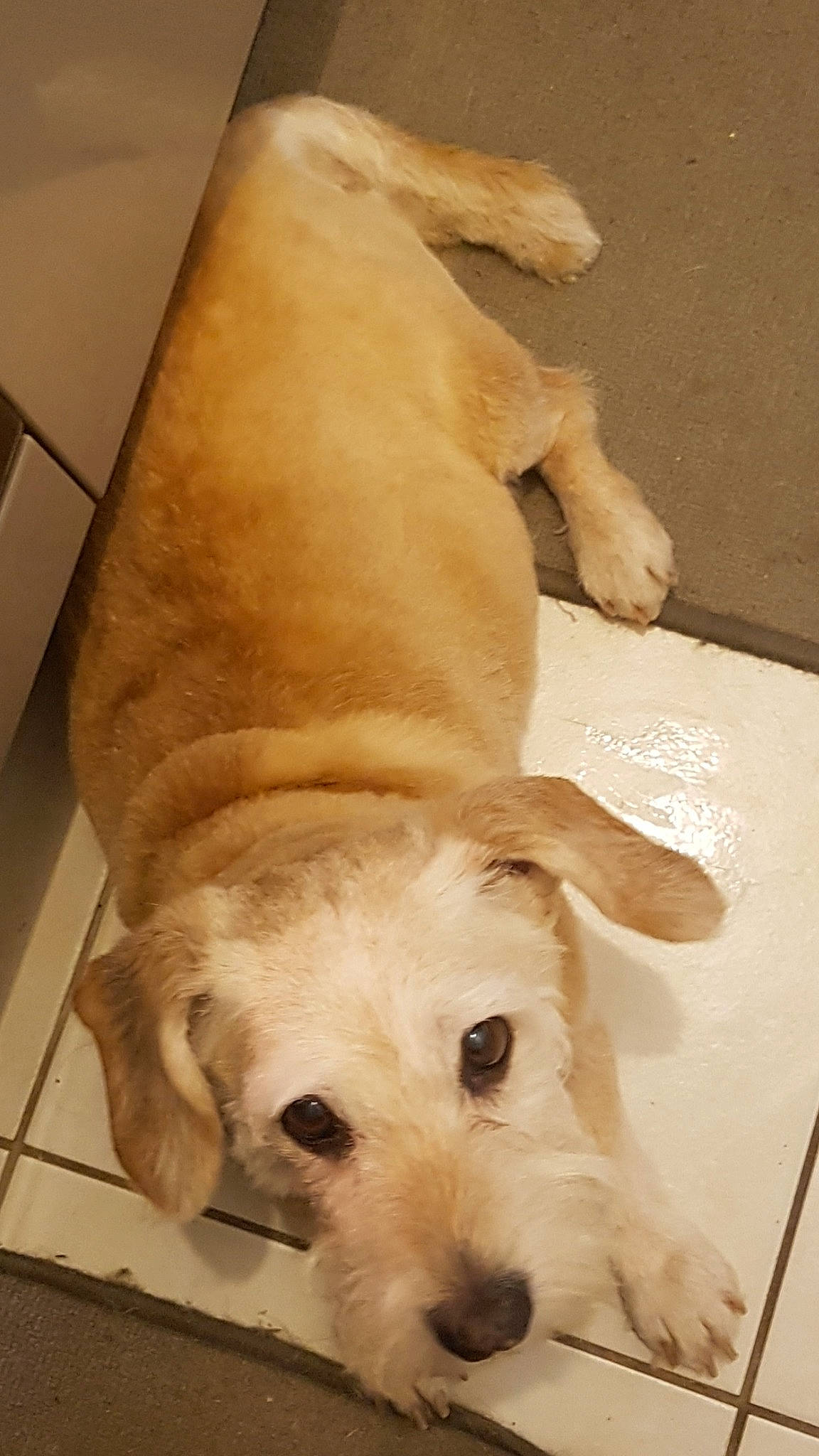 Loucky participe au concours pour gagner de l'argent avec cette photo : canidae, carnivore, comfort, companion_dog, couch, dog, dog_breed, dog_supply, fawn, flooring, fur, hardwood, paw, pet_supply, retriever, snout, sporting_group, tail, wood, working_animal