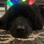 Nala is registered to the contest to win money with this photo: dog, black_dog, pet, lying_down, carpet, indoor, christmas_lights, decorations, close_up, nose, face, fur, cute, animal, holiday, festive, relaxed, resting, home, cozy