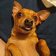 Popo joined the competition — help win amazing prizes! dog, small_dog, tan_dog, pet, cute, lying_down, paws, tongue_out, ears_up, close_up, indoor, cozy, blanket, relaxed, playful, animal, companion, fur, nose, whiskers