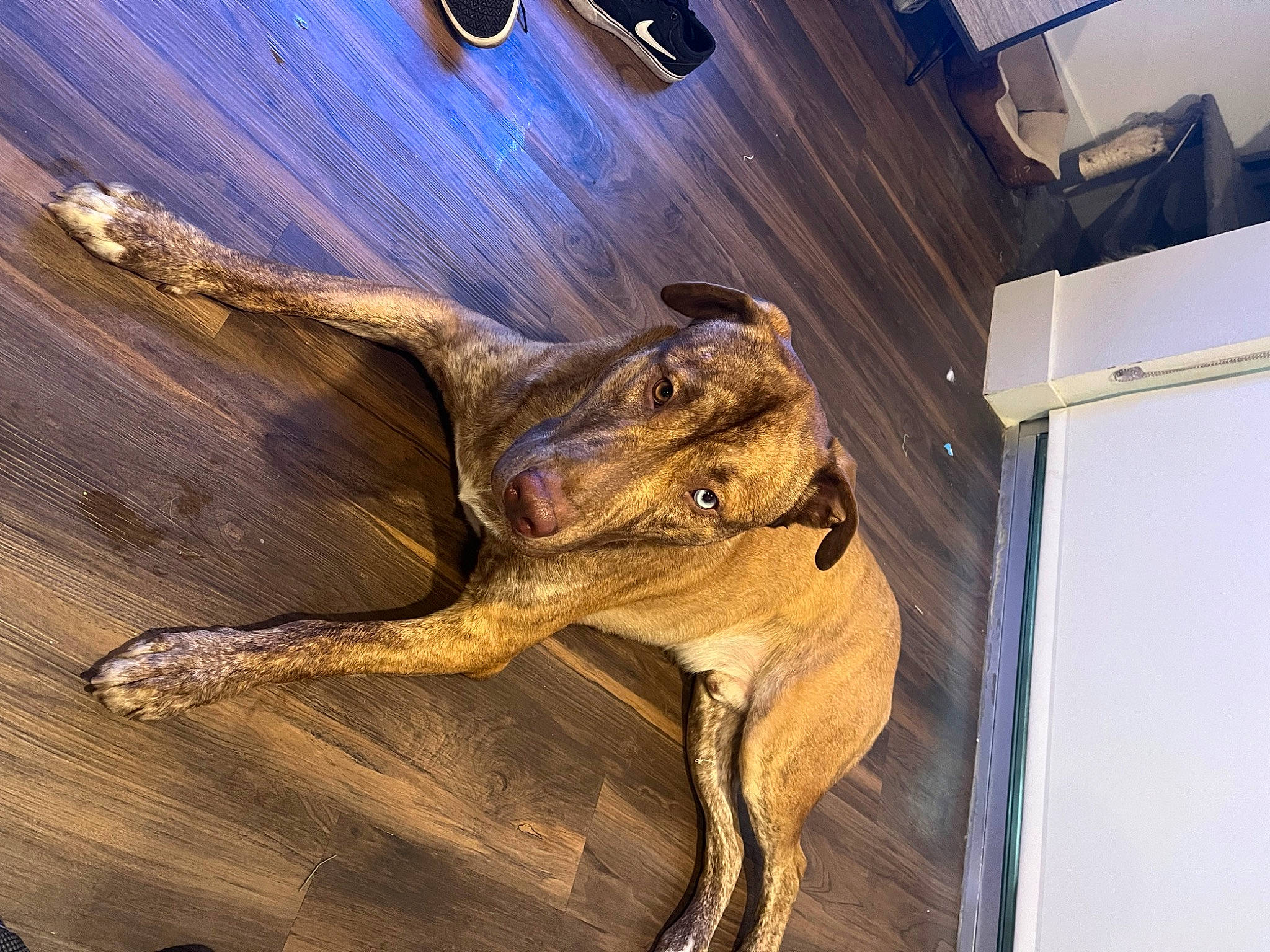 Mac is registered to the contest to win money with this photo: art, bone, carving, extinction, fawn, fossil, human_leg, jaw, metal, plant, sculpture, skeleton, skull, statue, terrestrial_animal, tree, trunk, visual_arts, wildlife, wood