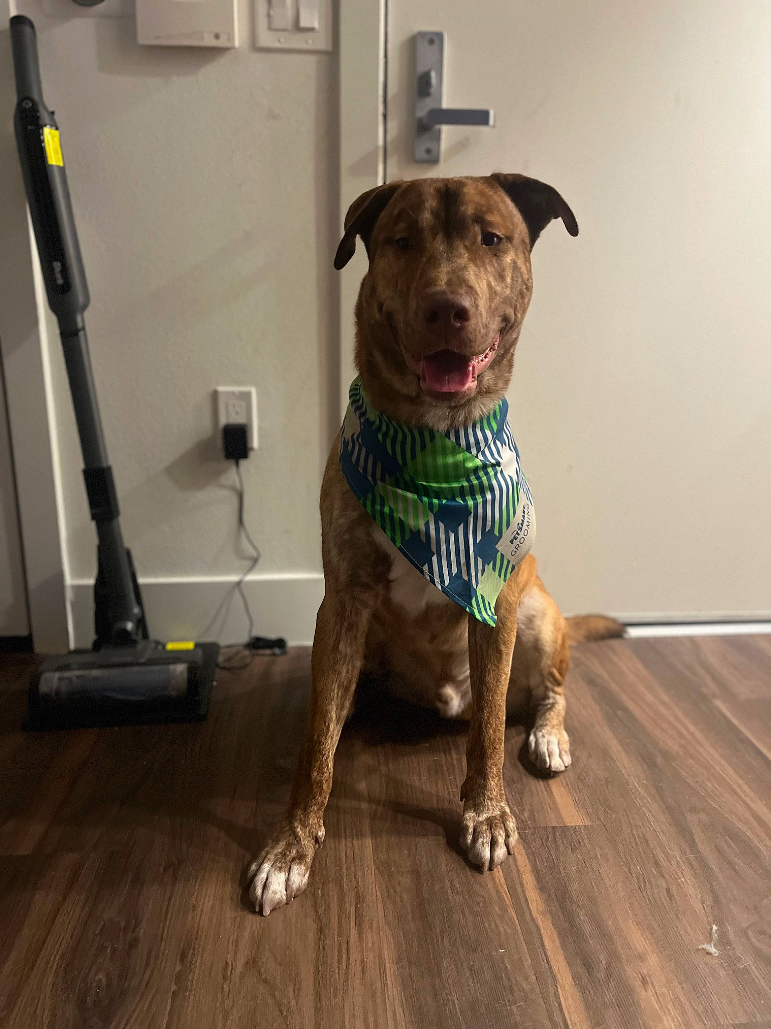 Mac is registered to the contest to win money with this photo: carnivore, collar, companion_dog, dog, dog_breed, dog_clothes, dog_supply, fawn, floor, flooring, hardwood, laminate_flooring, liver, pet_supply, snout, tail, wood, wood_flooring, wood_stain, working_animal