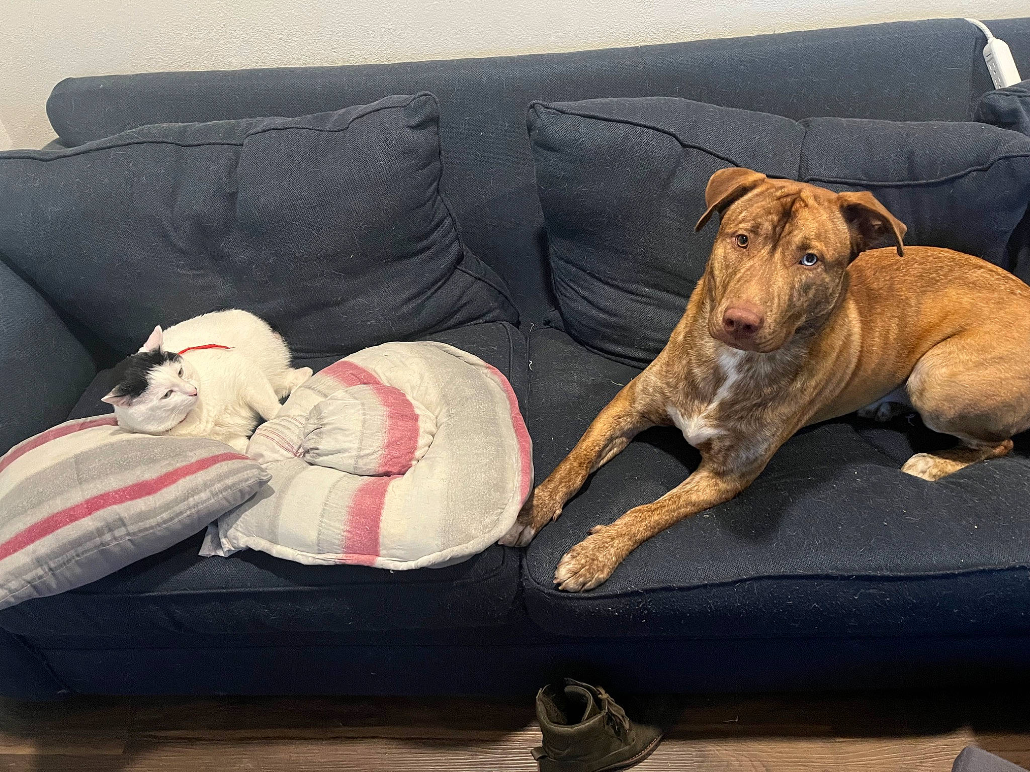 Mac joined the competition — help win amazing prizes! canidae, carmine, carnivore, comfort, companion_dog, couch, dog, dog_breed, dog_supply, fawn, fur, human_leg, linens, pet_supply, sofa_bed, sporting_group, studio_couch, tail, wood, working_animal