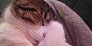 Grisette a rejoint le concours — aidez-le/la à gagner de superbes lots ! cat, sleeping, paw, blanket, cozy, fur, indoor, cute, pet, whiskers, relaxed, tabby, resting, animal, soft, closeup, domestic, mammal, comfort, nap
