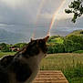 Grisette participe au concours pour gagner de l'argent avec cette photo : cat, double_rainbow, rainbow, greenery, mountains, cloudy_sky, valley, houses, wooden_deck, nature, outdoor, daylight, animal, pet, grass, trees, scenic, landscape, curious, weather