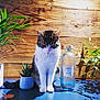 cat, plant, potted_plant, table, bottle, wooden_wall, indoor, greenery, pet, fur, domestic_cat, white, brown, striped, leaf, container, still_life, shadow, curious, animal