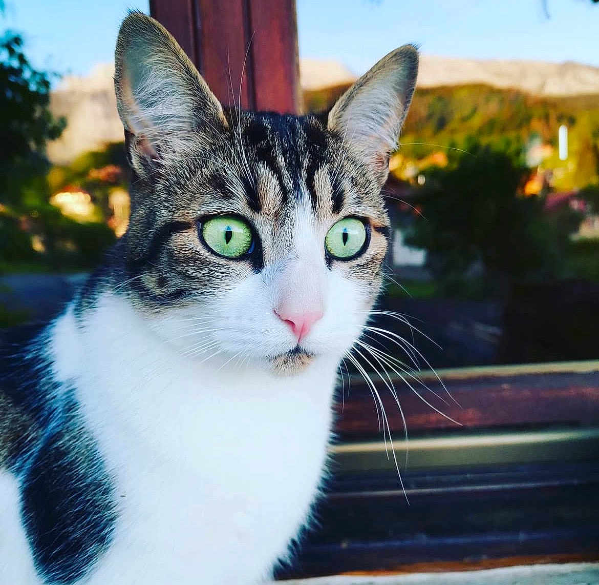 Grisette a rejoint le concours — aidez-le/la à gagner de superbes lots ! cat, close_up, green_eyes, window, outdoor, nature, animal, pet, whiskers, fur, face, curious, domestic_cat, portrait, daylight, background_blur, tabby, white_fur, alert, sitting