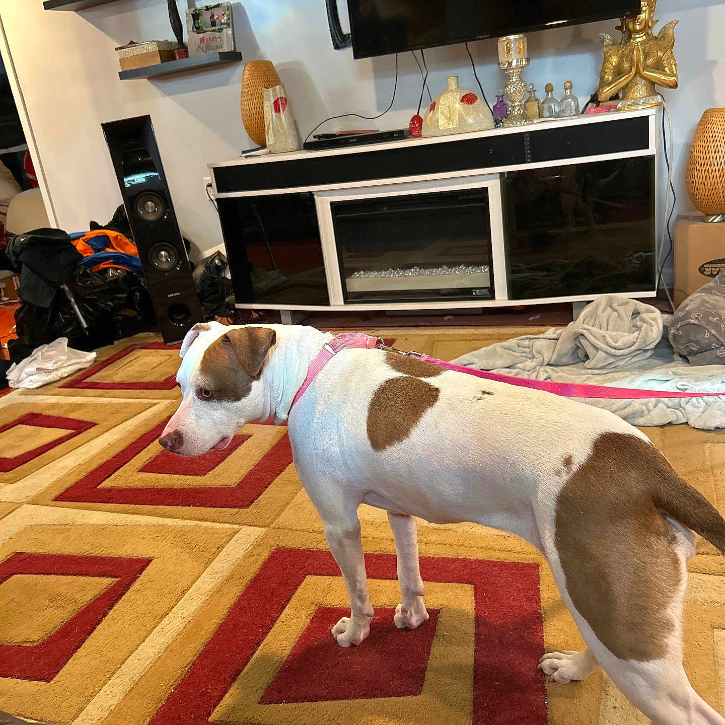 Princess is registered to the contest to win money with this photo: animal, architecture, building, canine, clothing, computerhardware, couch, dog, electronics, footwear, furniture, hardware, indoors, interiordesign, livingroom, monitor, room, screen, shoe, tv