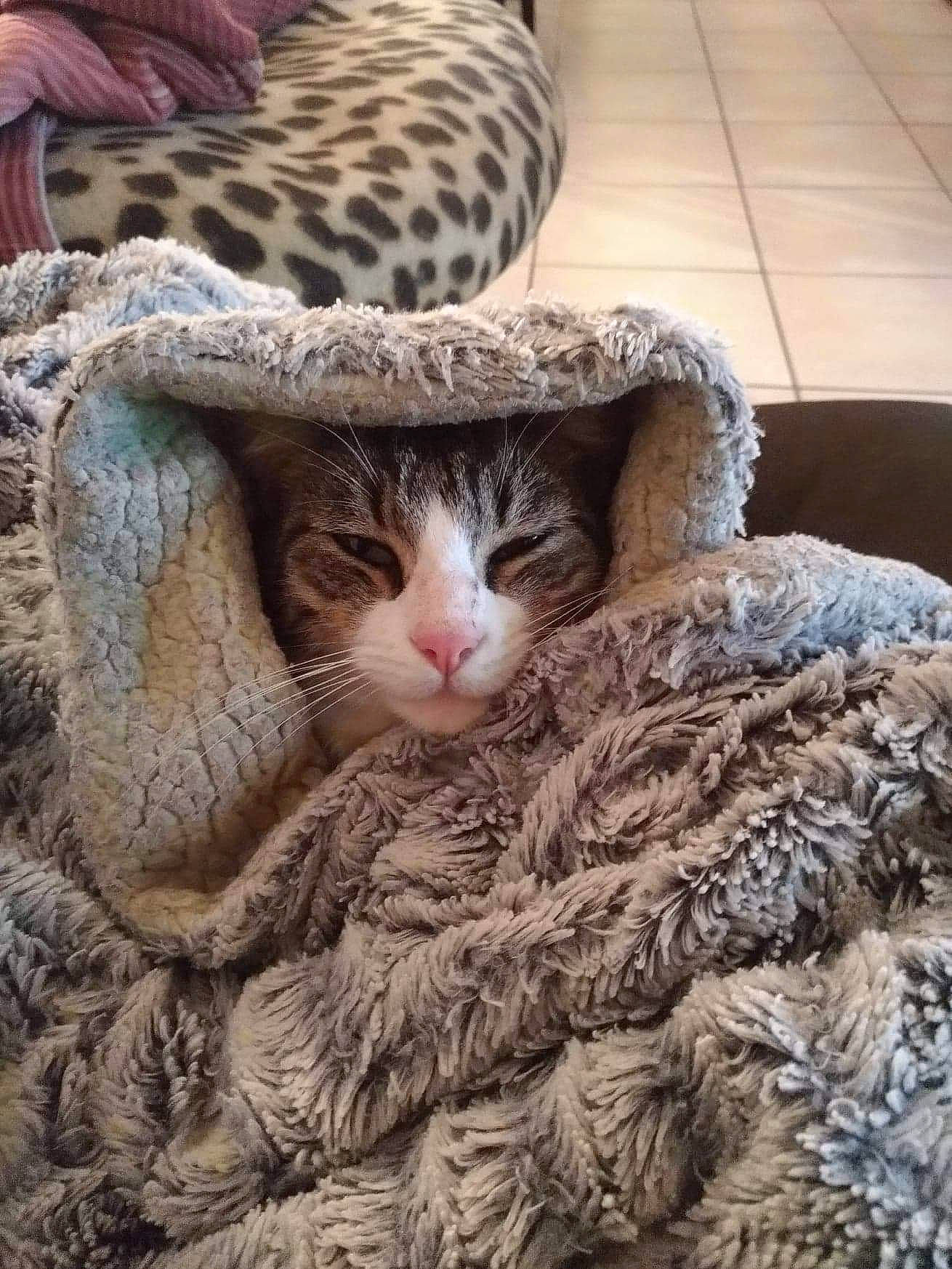 Pomette a rejoint le concours — aidez-le/la à gagner de superbes lots ! carnivore, cat, comfort, eye, fawn, felidae, fur, hat, linens, mammal, pattern, plant, small_to_medium_sized_cats, snout, tail, textile, tree, vertebrate, whiskers, wood