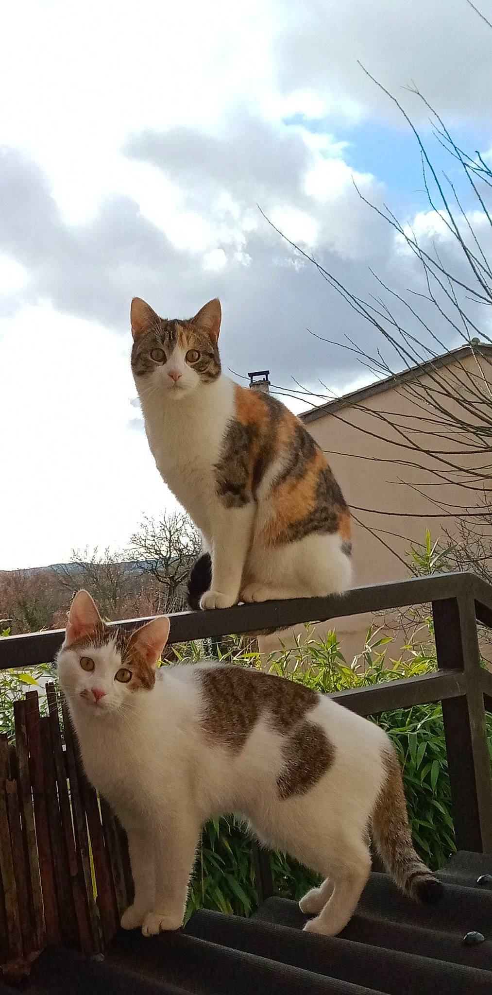 Kelly participe au concours pour gagner de l'argent avec cette photo : art, carnivore, cat, cloud, domestic_short_haired_cat, fawn, felidae, fence, fur, grass, morning, paw, plant, sky, small_to_medium_sized_cats, snout, tail, tree, whiskers, wildlife