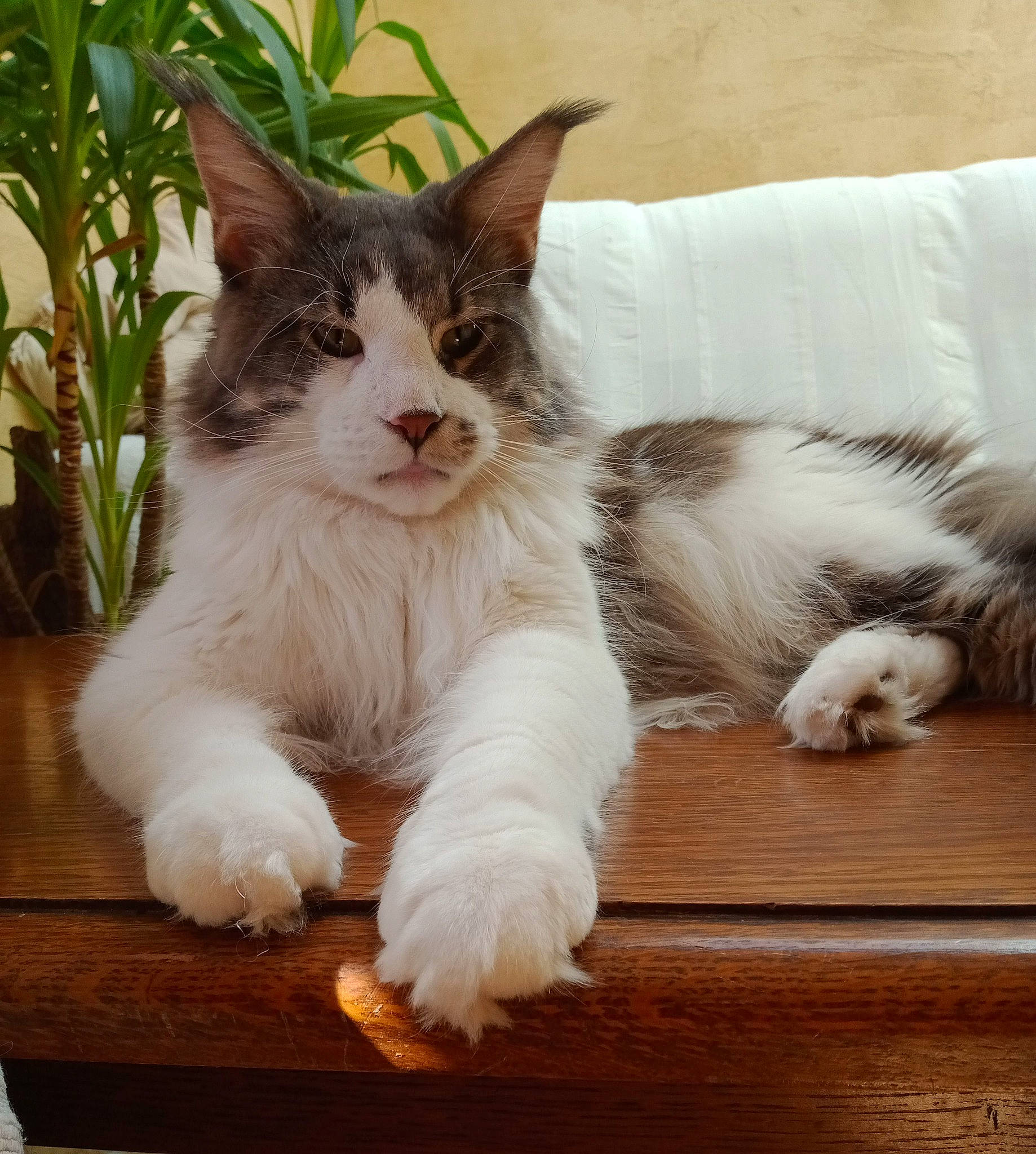 Tempo a rejoint le concours — aidez-le/la à gagner de superbes lots ! carnivore, cat, claw, comfort, domestic_short_haired_cat, felidae, flooring, flowerpot, foot, fur, hardwood, houseplant, paw, plant, small_to_medium_sized_cats, tail, toe, whiskers, window, wood