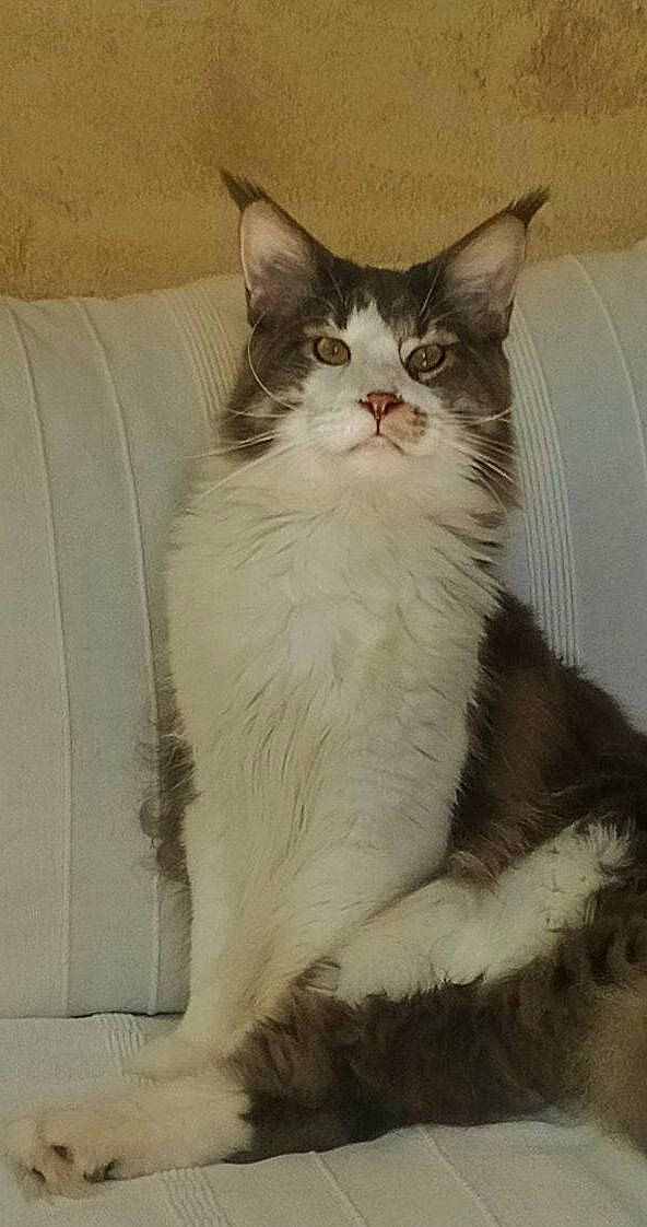 Tempo a rejoint le concours — aidez-le/la à gagner de superbes lots ! box, carnivore, cat, claw, comfort, domestic_short_haired_cat, door, felidae, fur, paw, small_to_medium_sized_cats, tail, whiskers, window