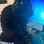 black_cat, cat, fluffy, green_eyes, computer_mouse, laptop, desk, notebook, indoor, pet, feline, technology, screen, windows_7, office, curled_paper, animal, domestic_cat, computer, mouse