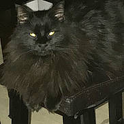 Mama Ho Cat is registered to the contest to win money with this photo: cat, black_cat, fluffy, feline, animal, pet, indoor, chair, wood, fur, yellow_eyes, sitting, domestic_cat, whiskers, portrait, relaxed, furniture, shadow, closeup, cute