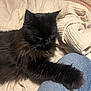 Mama Ho Cat is registered to the contest to win money with this photo: cat, black_cat, fluffy, pet, animal, paw, denim, jeans, blanket, fabric, cozy, indoor, resting, fur, closeup, bed, comfort, cute, domestic_cat, relaxed