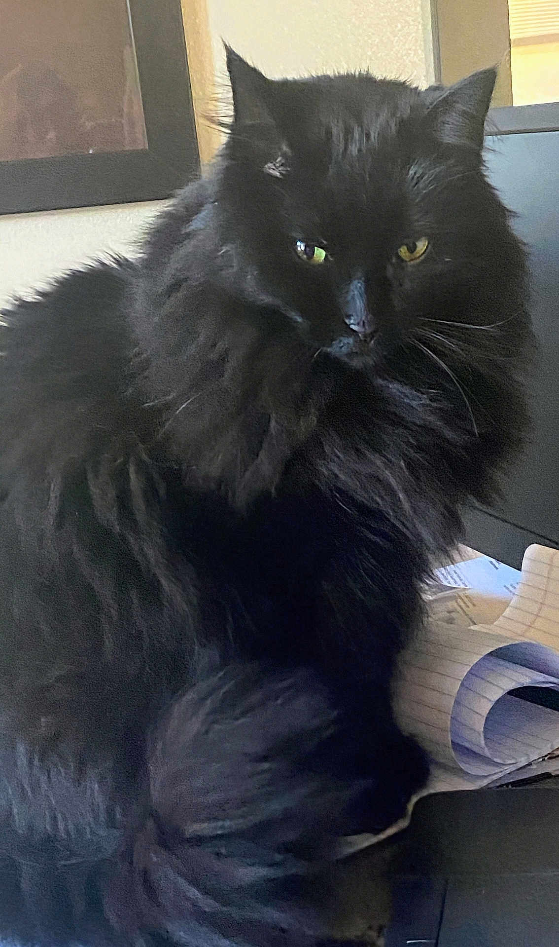 Mama Ho Cat is registered to the contest to win money with this photo: black_cat, cat, fluffy, pet, indoor, yellow_eyes, feline, animal, long_hair, sitting, desk, papers, window, furniture, domestic_animal, whiskers, portrait, cute, mammal, household