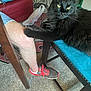 Mama Ho Cat is registered to the contest to win money with this photo: black_cat, cat, pet, feline, chair, cushion, person_leg, sneaker, red_laces, carpet, indoor, home, furniture, paw, relaxed, resting, patterned_rug, plastic_bag, casual, shorts