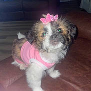 Nova joined the competition — help win amazing prizes! puppy, dog, pink_clothing, butterfly_hair_clip, cute, pet, indoor, couch, leather, flash_photography, brown, white_fur, small_dog, fur, animal, pet_accessory, floor, laundry_basket, living_room, adorable