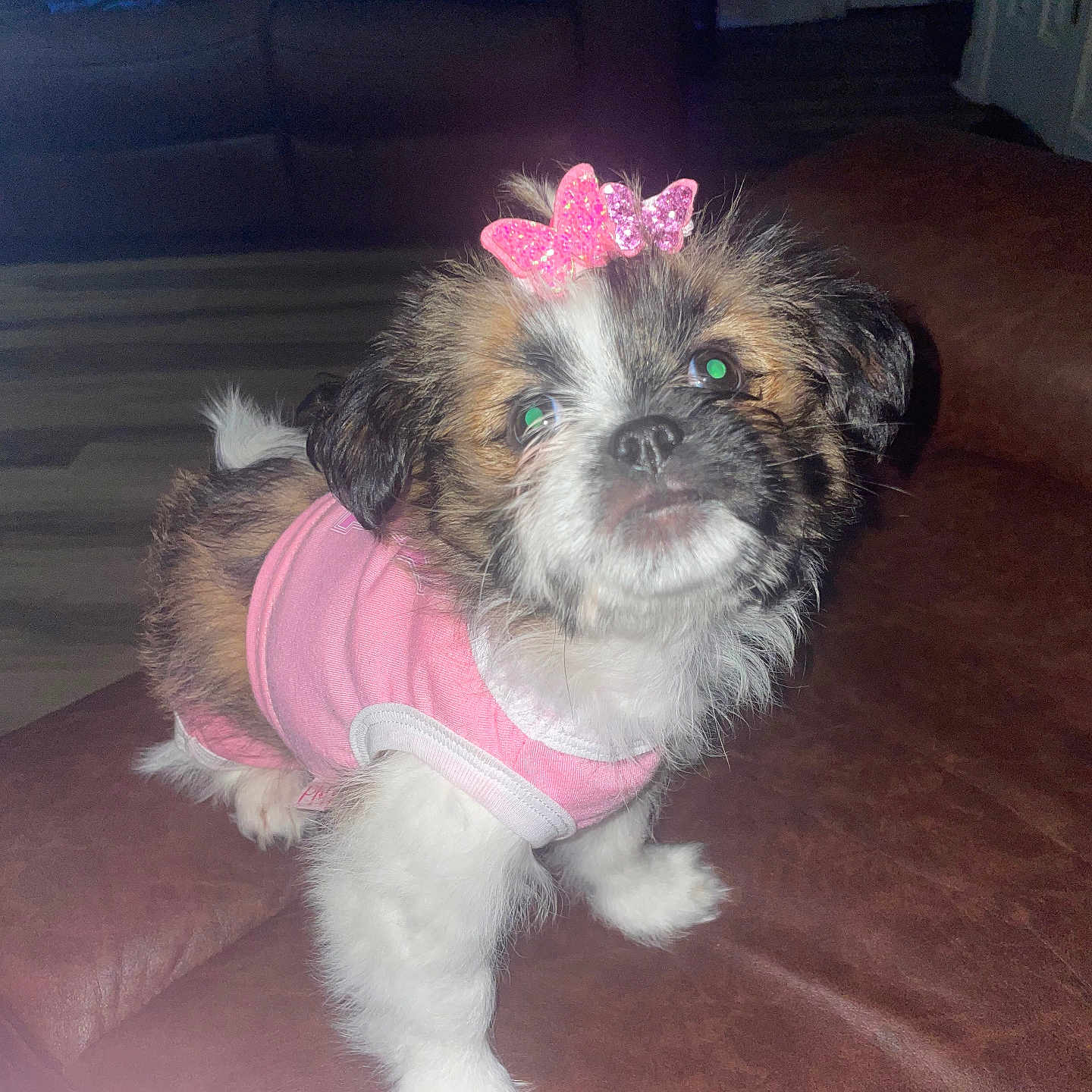 Nova joined the competition — help win amazing prizes! adorable, animal, brown, butterfly_hair_clip, couch, cute, dog, flash_photography, floor, fur, indoor, laundry_basket, leather, living_room, pet, pet_accessory, pink_clothing, puppy, small_dog, white_fur