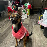 Skylar is registered to the contest to win money with this photo: animal, boots, cabinet, christmas_gifts, christmas_tree, cute, decorations, dog, ears, eyes, festive, floor, gift_bags, holiday, indoor, pet, pink_hoodie, small_dog, tail, wood_floor