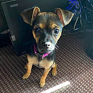 Skylar joined the competition — help win amazing prizes! puppy, dog, pet, animal, indoor, carpet, collar, brown, black, ears, cute, young, looking, sitting, floor, domestic, small, fur, whiskers, alert