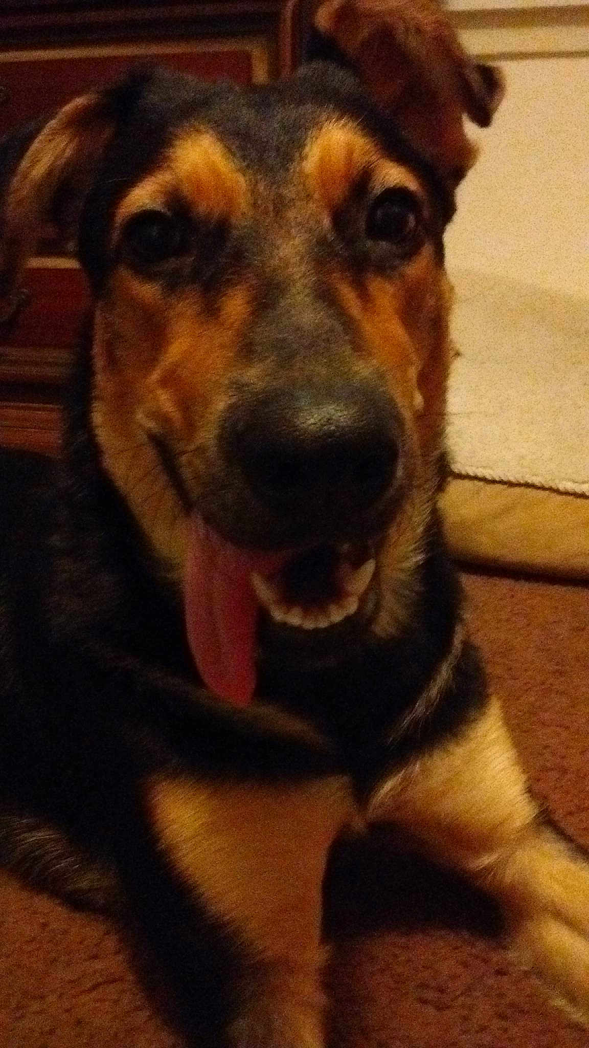 Disa