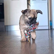 Bossy participe au concours pour gagner de l'argent avec cette photo : puppy, dog, toy, rope_toy, indoor, floor, brown_puppy, pet, animal, cute, playing, young_dog, canine, domestic_animal, walking, small_dog, house, wooden_floor, focused, adorable