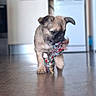 puppy, dog, toy, rope_toy, indoor, floor, brown_puppy, pet, animal, cute, playing, young_dog, canine, domestic_animal, walking, small_dog, house, wooden_floor, focused, adorable