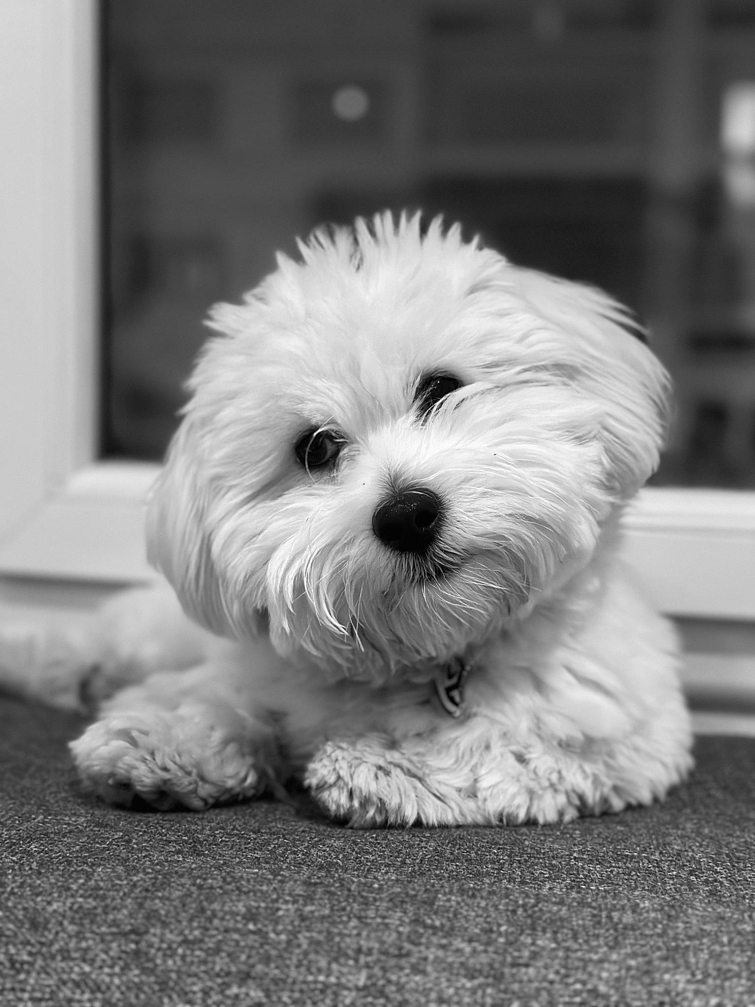 Tuco participe au concours pour gagner de l'argent avec cette photo : canidae, carnivore, companion_dog, dog, dog_breed, eye, fur, maltepoo, monochrome, monochrome_photography, shih_poo, small_terrier, snout, sporting_group, terrier, toy_dog, tree, water_dog, working_animal, yorkipoo