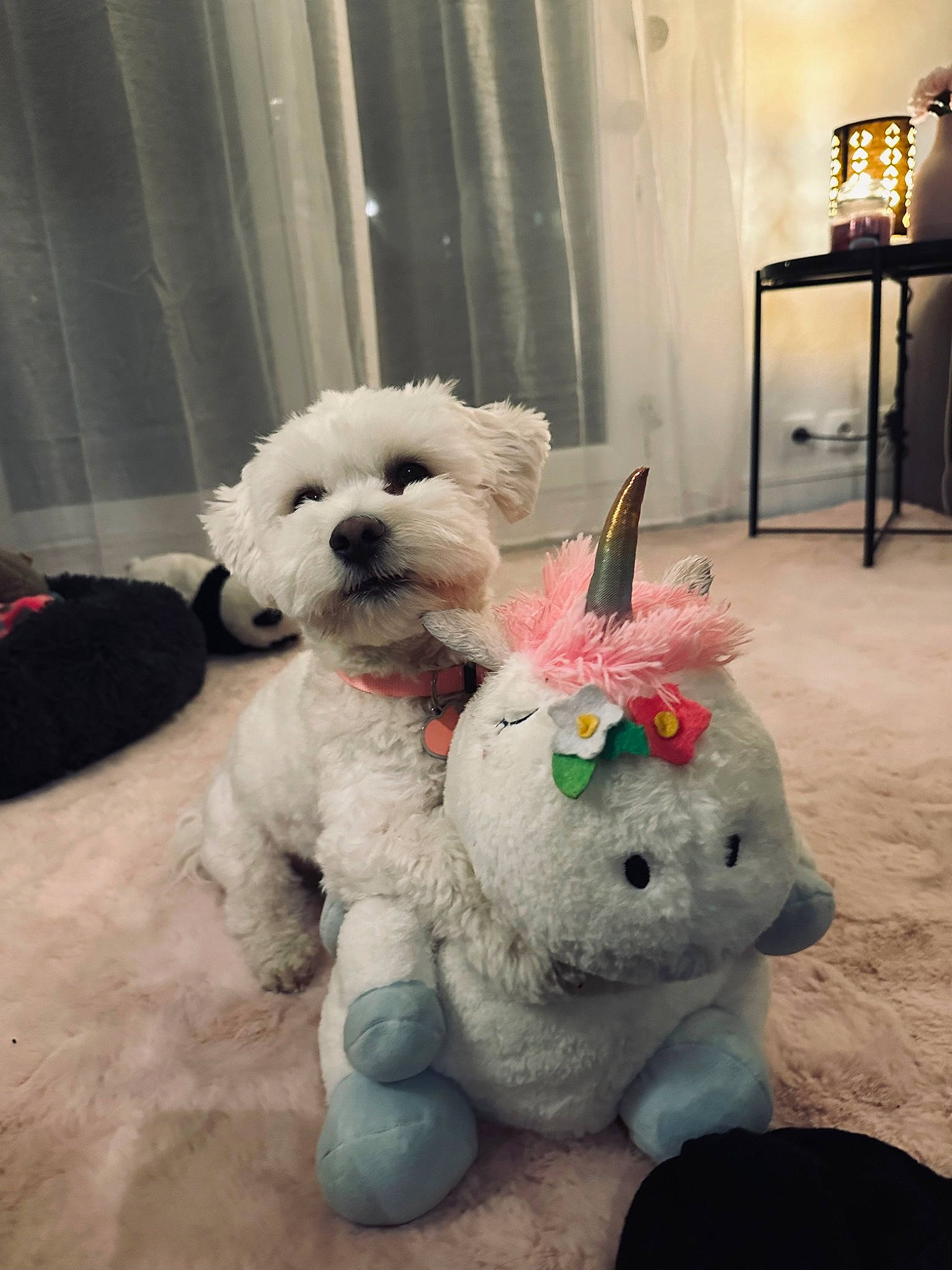 Tuco participe au concours pour gagner de l'argent avec cette photo : art, baby_toys, companion_dog, curtain, dog, dog_breed, event, fur, magenta, plush, room, stuffed_toy, toy, toy_dog, white, winter