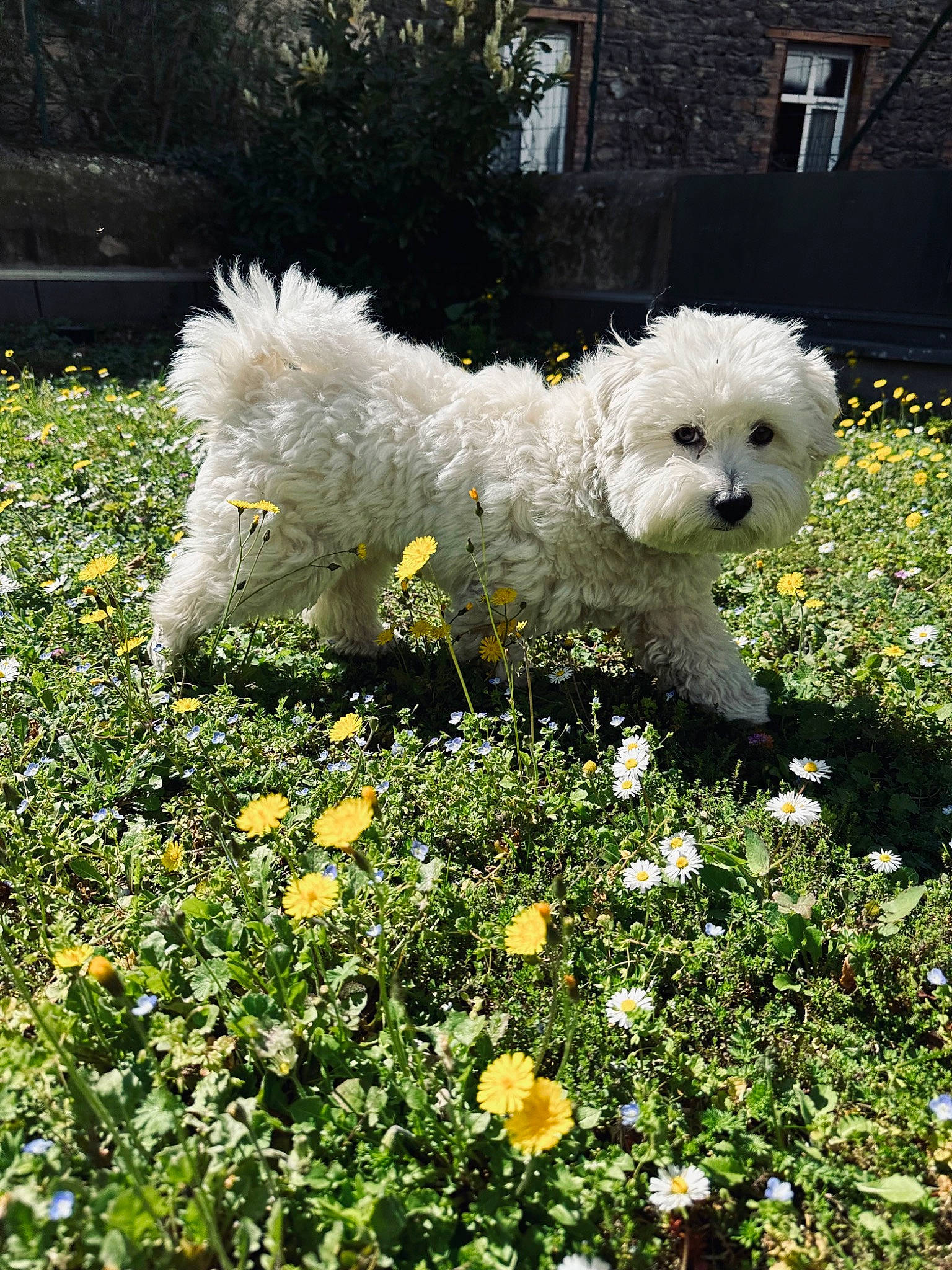 Tuco a rejoint le concours — aidez-le/la à gagner de superbes lots ! annual_plant, canidae, carnivore, companion_dog, dog, dog_breed, flower, garden, grass, maltepoo, non_sporting_group, plant, poodle_crossbreed, shrub, sporting_group, toy_dog, tree, water_dog, window, working_animal