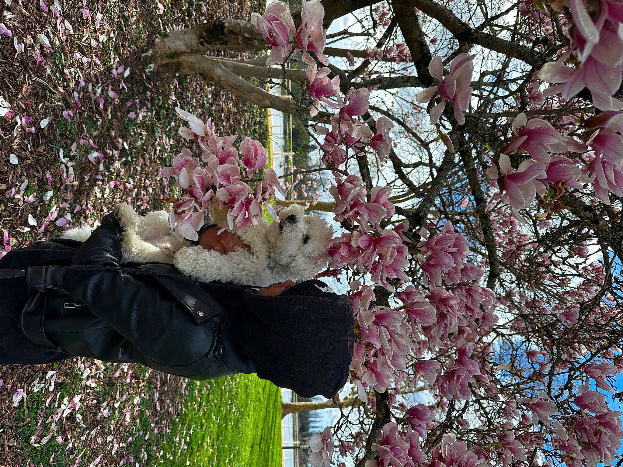 Tuco a rejoint le concours — aidez-le/la à gagner de superbes lots ! art, blossom, botany, branch, carnivore, cat, cherry_blossom, felidae, flower, flowering_plant, fur, petal, pink, plant, spring, toy, tree, trunk, twig, winter