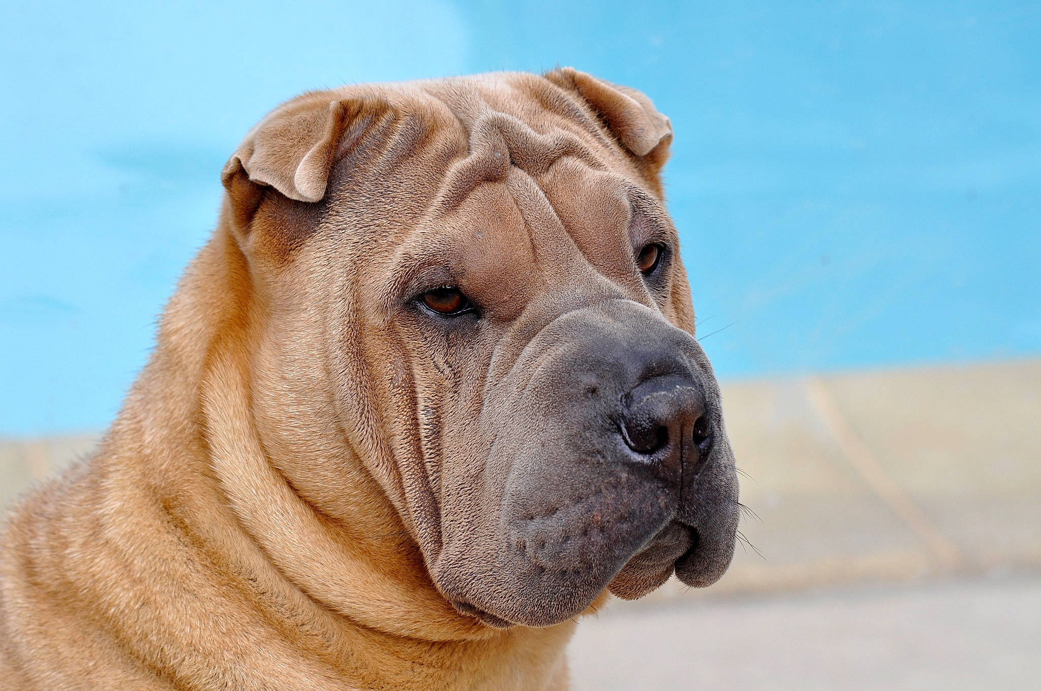 Isa participe au concours pour gagner de l'argent avec cette photo : ancient_dog_breeds, bulldog, canidae, carnivore, collar, companion_dog, dog, dog_breed, fawn, hunting_dog, molosser, non_sporting_group, old_english_bulldog, shar_pei, snout, sporting_group, whiskers, working_animal, working_dog, wrinkle