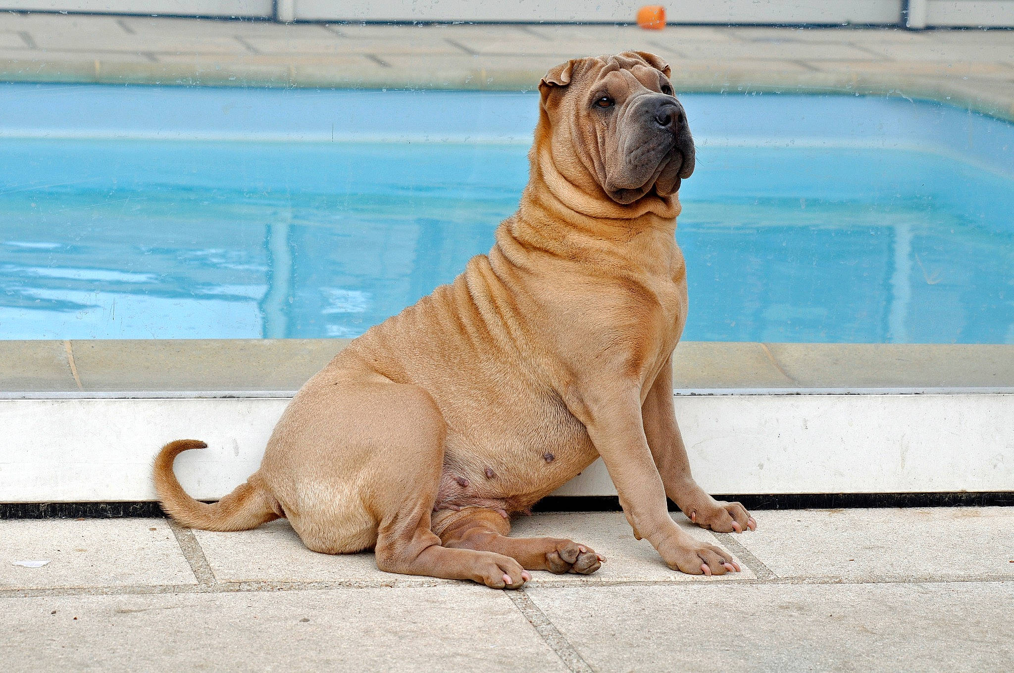 Isa participe au concours pour gagner de l'argent avec cette photo : canidae, carnivore, companion_dog, dog, dog_breed, fawn, flooring, foot, hood, ori_pei, shar_pei, snout, sporting_group, tail, terrestrial_animal, water, wildlife, window, wood, wrinkle