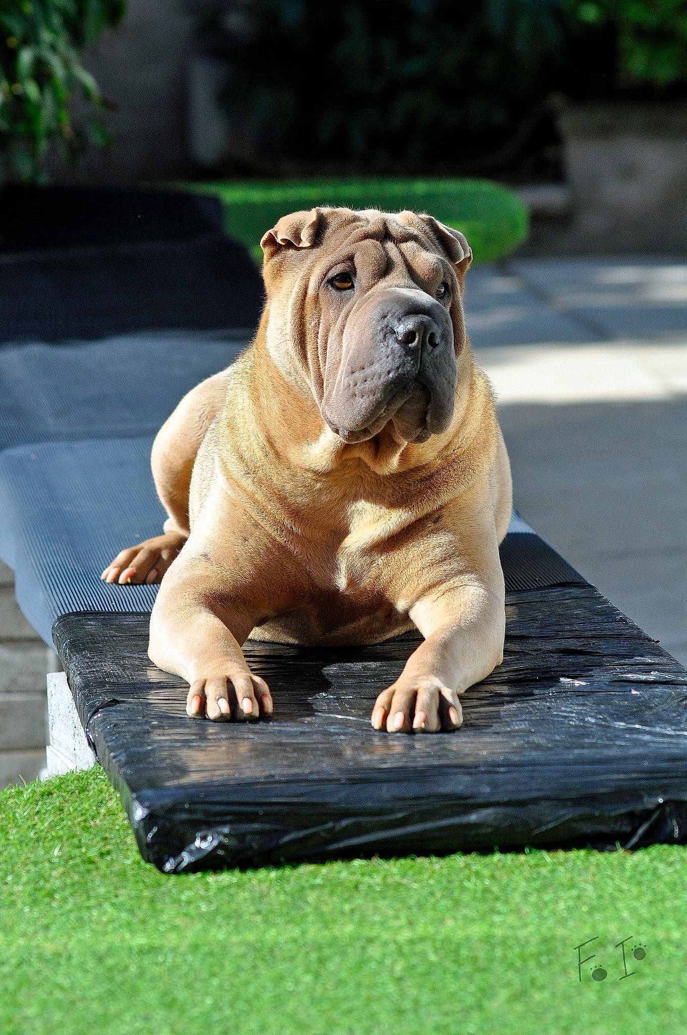 Isa a rejoint le concours — aidez-le/la à gagner de superbes lots ! bulldog, canidae, carnivore, companion_dog, dog, dog_breed, fawn, foot, grass, molosser, plant, shar_pei, snout, sporting_group, terrestrial_animal, toy_dog, tree, whiskers, wood, wrinkle