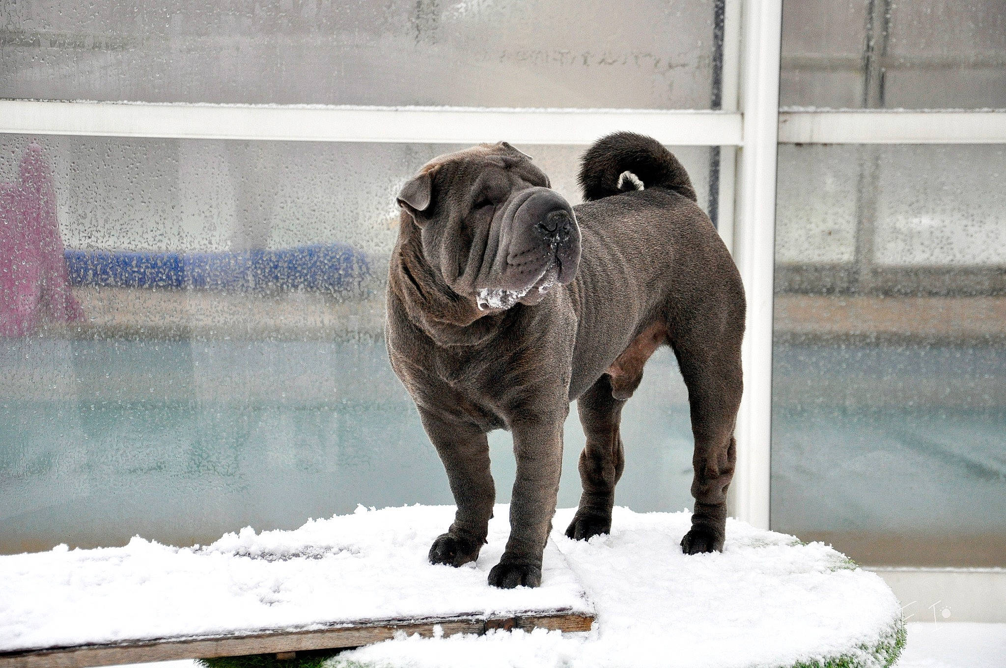 Patch a rejoint le concours — aidez-le/la à gagner de superbes lots ! canidae, carnivore, companion_dog, dog, dog_breed, elephant, elephants_and_mammoths, fawn, felidae, fur, indian_elephant, snout, snow, sporting_group, tail, terrestrial_animal, water, winter, working_animal, wrinkle