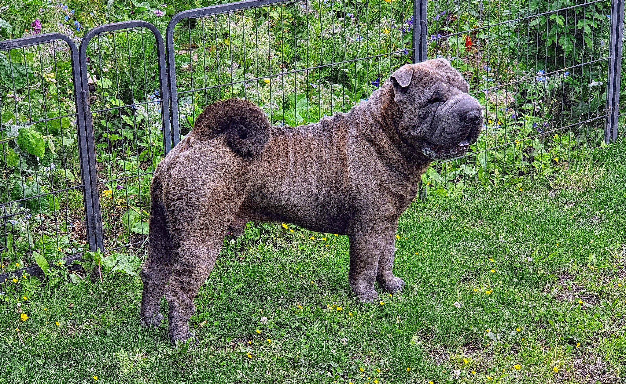 Patch a rejoint le concours — aidez-le/la à gagner de superbes lots ! canidae, carnivore, companion_dog, dog, dog_breed, fawn, fence, flower, grass, groundcover, liver, mesh, plant, snout, sporting_group, tail, terrestrial_animal, toy_dog, working_animal, wrinkle